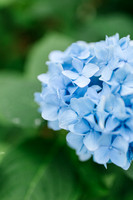 Blue Hydrangeas