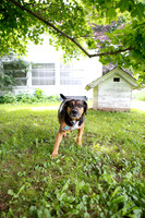 Nikki pup