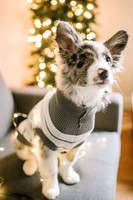 Chester Pup